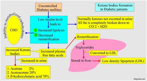 Ketone Body Synthesis