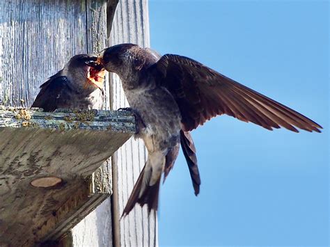 Insectivore Birds Part 1 | Rainshadow Journal