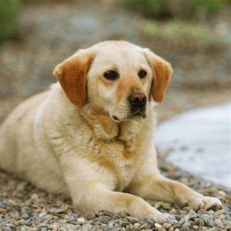 Symptoms of Mange Mites on Labrador Retrievers - Pets