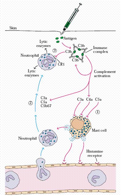 HYPERSENSITIVITY