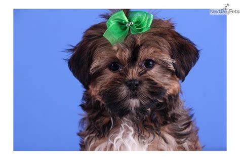 Full-Grown Shorkie | Bella - Adorable Female Shorkie | shorkies | Pinterest | D and Dogs