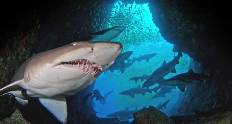 Dive Fish Rock Cave - South West Rocks Dive Centre - Grey Nurse Sharks