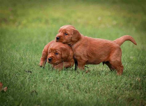 Reserve your golden retriever puppy from Windy Knoll Golden Retriever ...