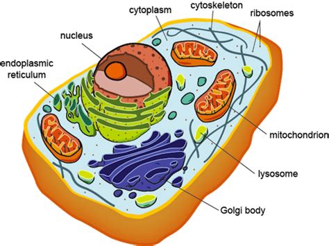 Eukaryotic Cell Structure | Shmoop