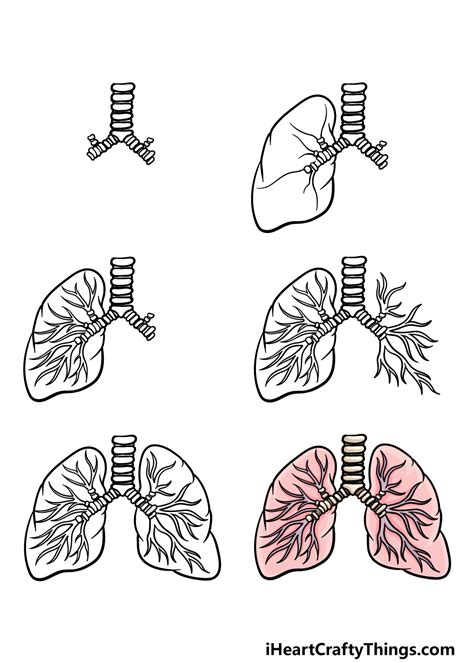 Lungs Drawing For Kids