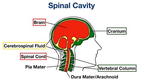 Body Cavities Labeled: Organs, Membranes, Definitions, Diagram, and Lateral View — EZmed