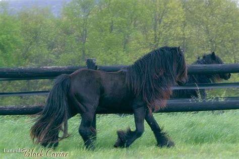 Fabulous Fell Ponies -- Black, Bay or Grey! | Fell pony, Horses, Pony ...