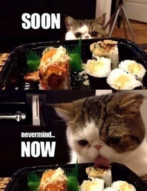 Hungry Cat - Meme Guy