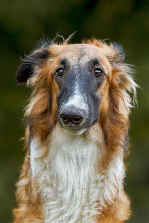 Black-masked red sable Borzoi with a quizzical expression | Borzoi dog ...