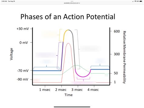 Phases of Action Potential Diagram | Quizlet