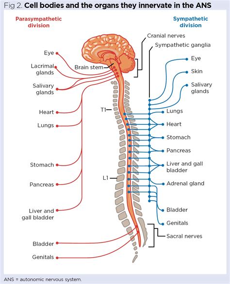 Nervous system 6: the autonomic nervous system – anatomy and function | Nursing Times