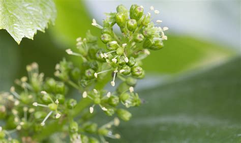 Grape Flowers | A Season in the Vineyard | Journey of Jordan