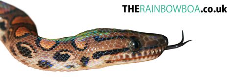 The Rainbow Boa.co.uk - Columbian Rainbow Boa Care Sheet