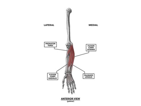 Anterior Wrist Anatomy