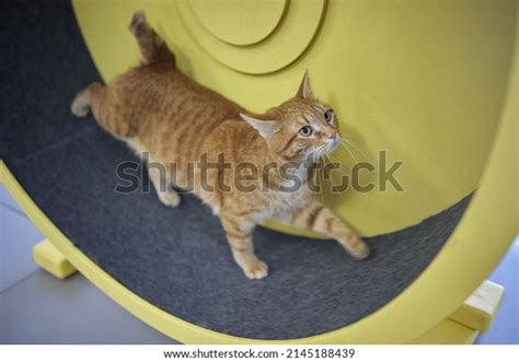 4,301 Funny Cat Exercise Images, Stock Photos & Vectors | Shutterstock