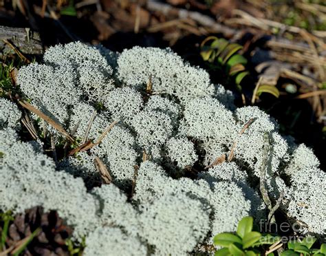 Reindeer lichen Photograph by Esko Lindell - Fine Art America