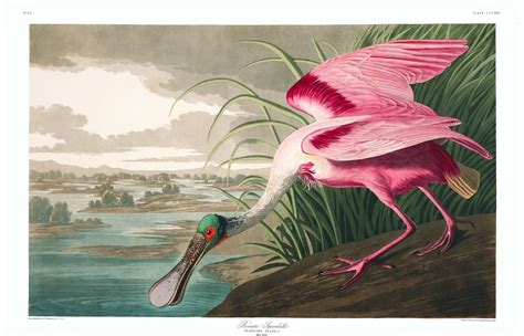 All 435 Illustrations from John J Audubon's 'Birds of America' Are Available for Free Download ...