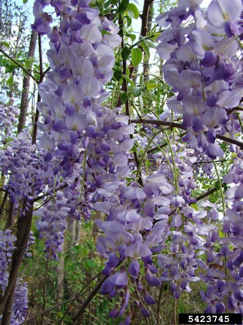 Invasives in Your Woodland: Chinese and Japanese Wisteria | University ...