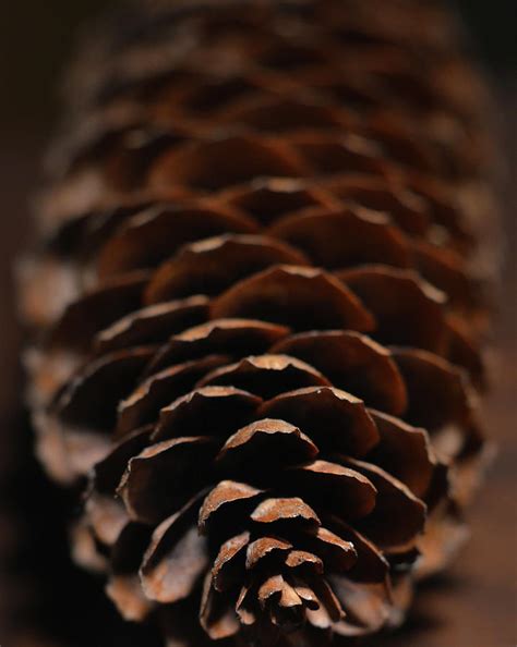 Close up of a pine cone Photograph by Alexandros Lavdas - Fine Art America