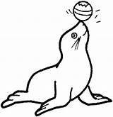 Circus Seal Coloring Page  KedencenWoodwerd sketch template