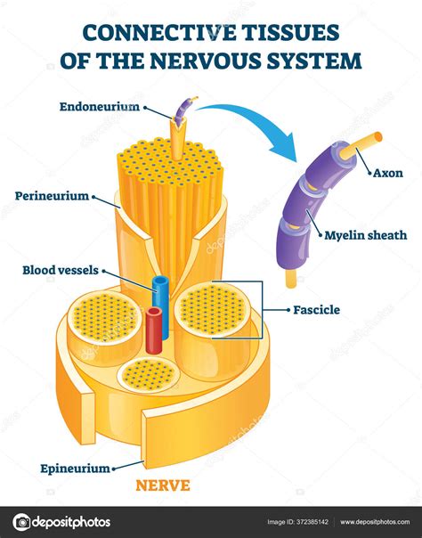 Tecidos conjuntivos do sistema nervoso ilustração vetorial educacional . imagem vetorial de ...