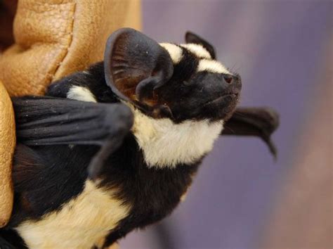 Scientists Rediscover The Super-Rare 'Badger Bat' [PHOTOS] | Animals, Cute animals, Mammals