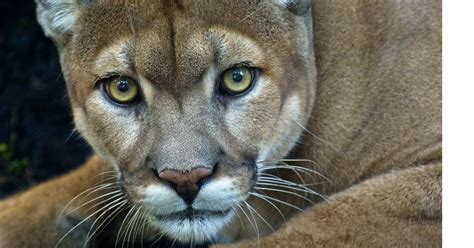 Help Save the Florida Panther