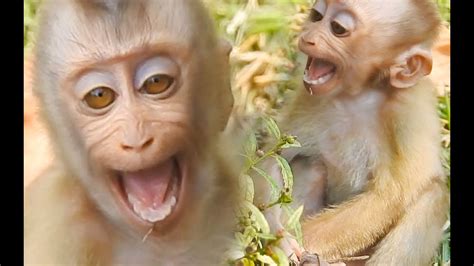 Pity Baby Crying Loudly, Cute Baby Macaque Monkey - YouTube