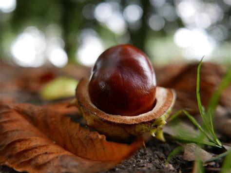 Growing an oak tree and how to watch seeds grow. Day 3 of 30 days wild ...