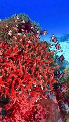 Ocean Life Photography, Underwater Photography Ocean, Underwater Flowers, Beautiful Locations ...