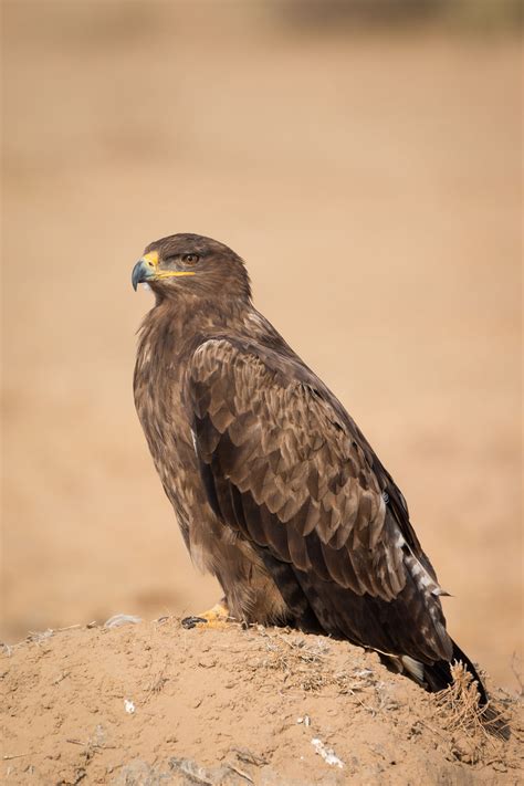 Steppe eagle - Wikipedia