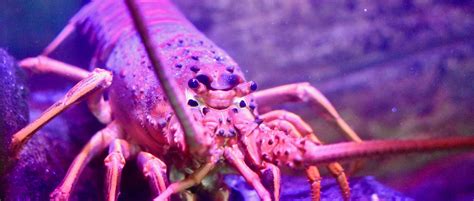 California Spiny Lobster - Roundhouse Aquarium Teaching Center - Manhattan Beach, California