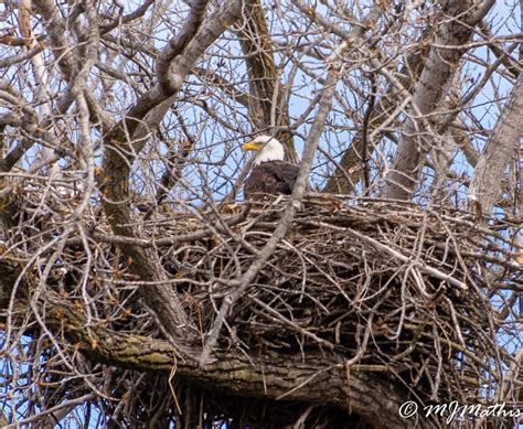 Nesting Eagle on Behance