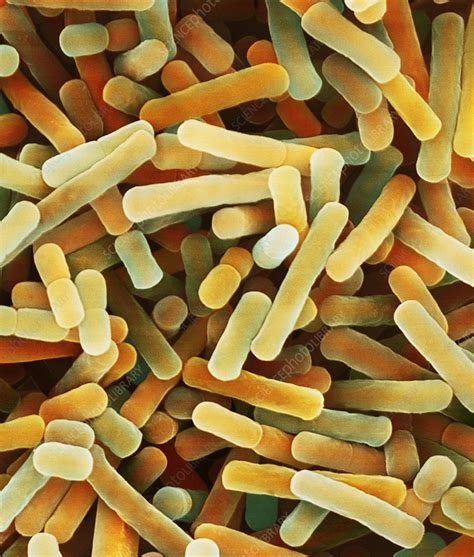 Lactobacillus bulgaricus yogurt bacterium, SEM - Stock Image - C039 ...