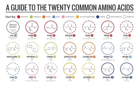 Amino Acid Chart: Explaining Each Kind - ivconcierge.com