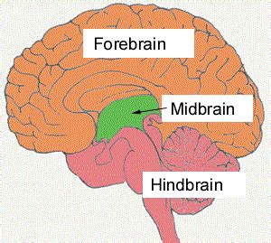 The Forebrain Hindbrain and Midbrain Together Are Responsible for What