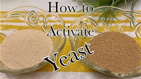 Instant Yeast Vs Active Dry Yeast