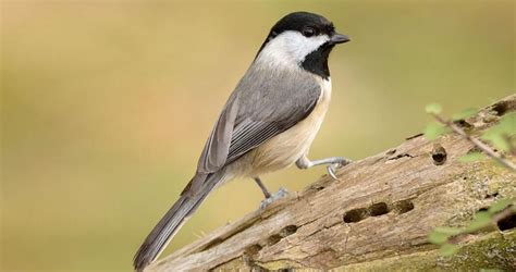 Carolina Chickadee Identification, All About Birds, Cornell Lab of Ornithology