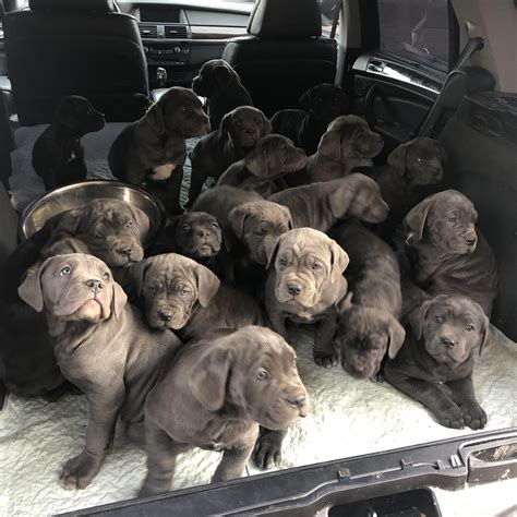 Two litters of blue brindle Cane Corso : r/rarepuppers