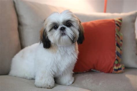 20 Cool Facts You Didn't Know About the Shih Tzu