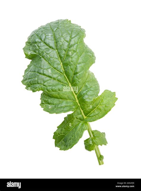 Radish leaf isolated on a white background Stock Photo - Alamy