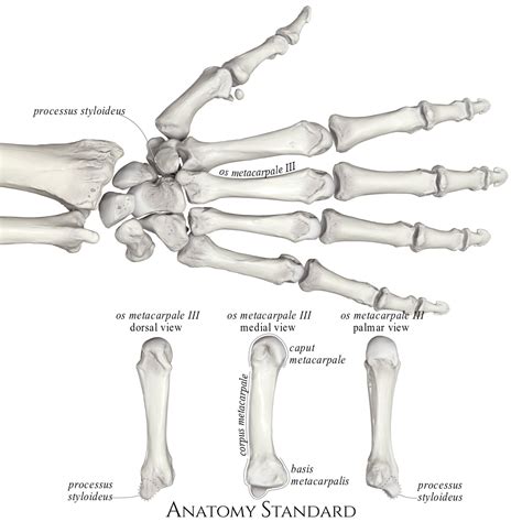 Metacarpals Anatomy