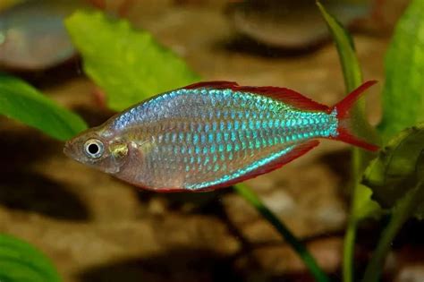 10 Different Types of Rainbowfish – Nayturr