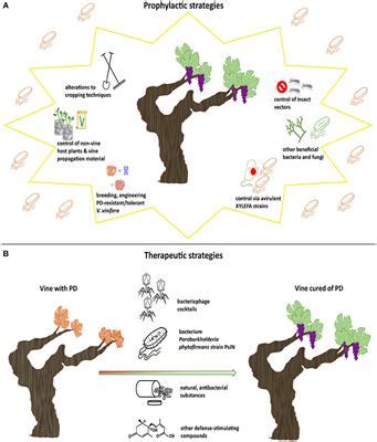 Frontiers | Pierce's Disease of Grapevines: A Review of Control Strategies and an Outline of an ...