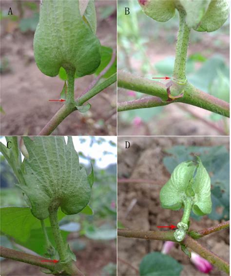 Frontiers | Cloning and Bioinformatics Analysis of GhArfGAP in Cotton (Gossypium hirsutum) Boll ...