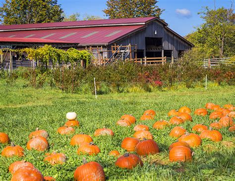 Pumpkin Patch at Fall City Farms