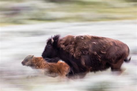 Restoring Yellowstone Bison — Greater Yellowstone Coalition