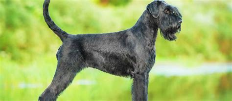 Giant Schnauzer Puppies for Sale | Greenfield Puppies