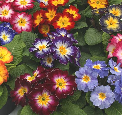 Polyanthus Mixed - Pohlmans The Plant People - Phone 07 5462 0477