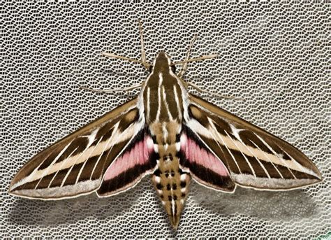 White Lined Sphinx Moth